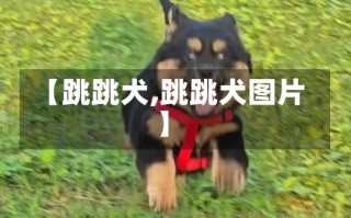 【跳跳犬,跳跳犬图片】