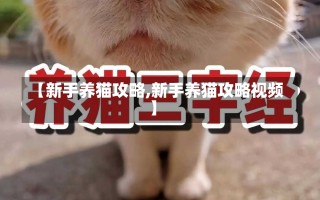 【新手养猫攻略,新手养猫攻略视频】