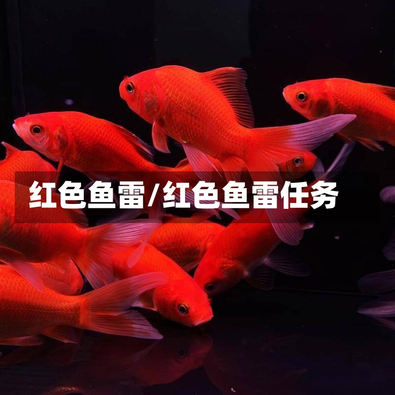 红色鱼雷/红色鱼雷任务-第2张图片-通任唐游戏