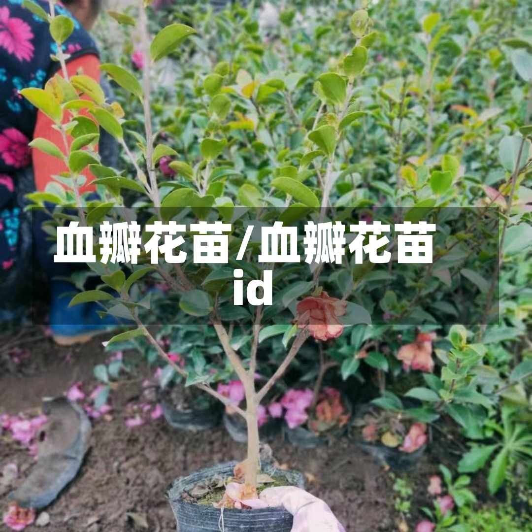 血瓣花苗/血瓣花苗id-第1张图片-通任唐游戏