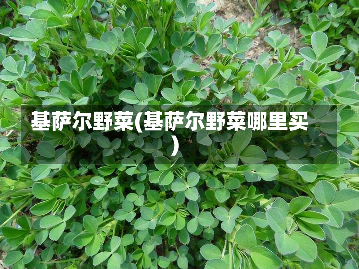 基萨尔野菜(基萨尔野菜哪里买)-第2张图片-通任唐游戏