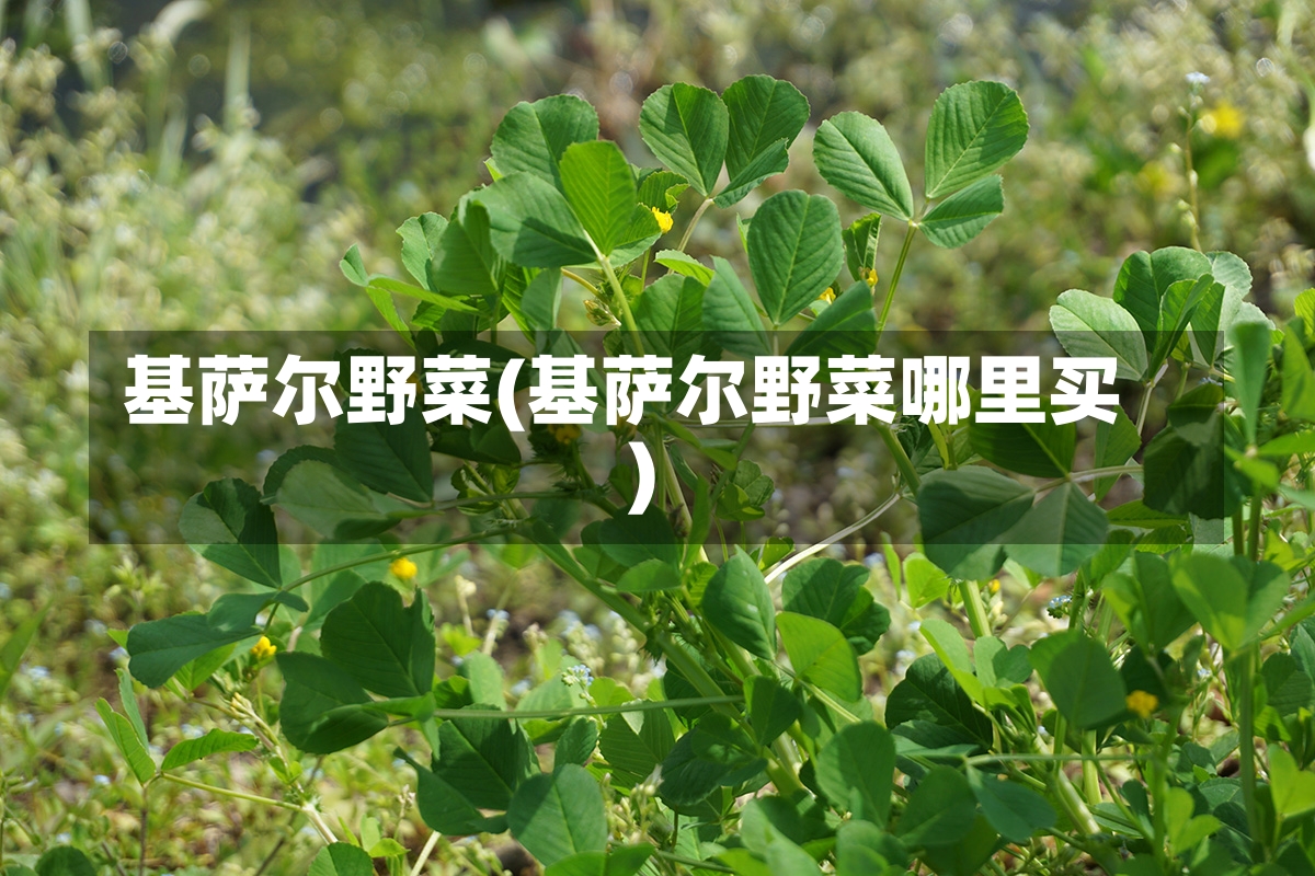 基萨尔野菜(基萨尔野菜哪里买)-第1张图片-通任唐游戏