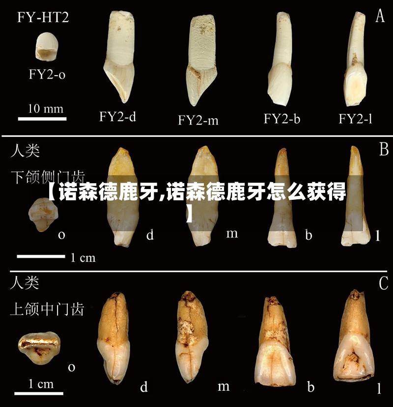 【诺森德鹿牙,诺森德鹿牙怎么获得】-第1张图片-通任唐游戏