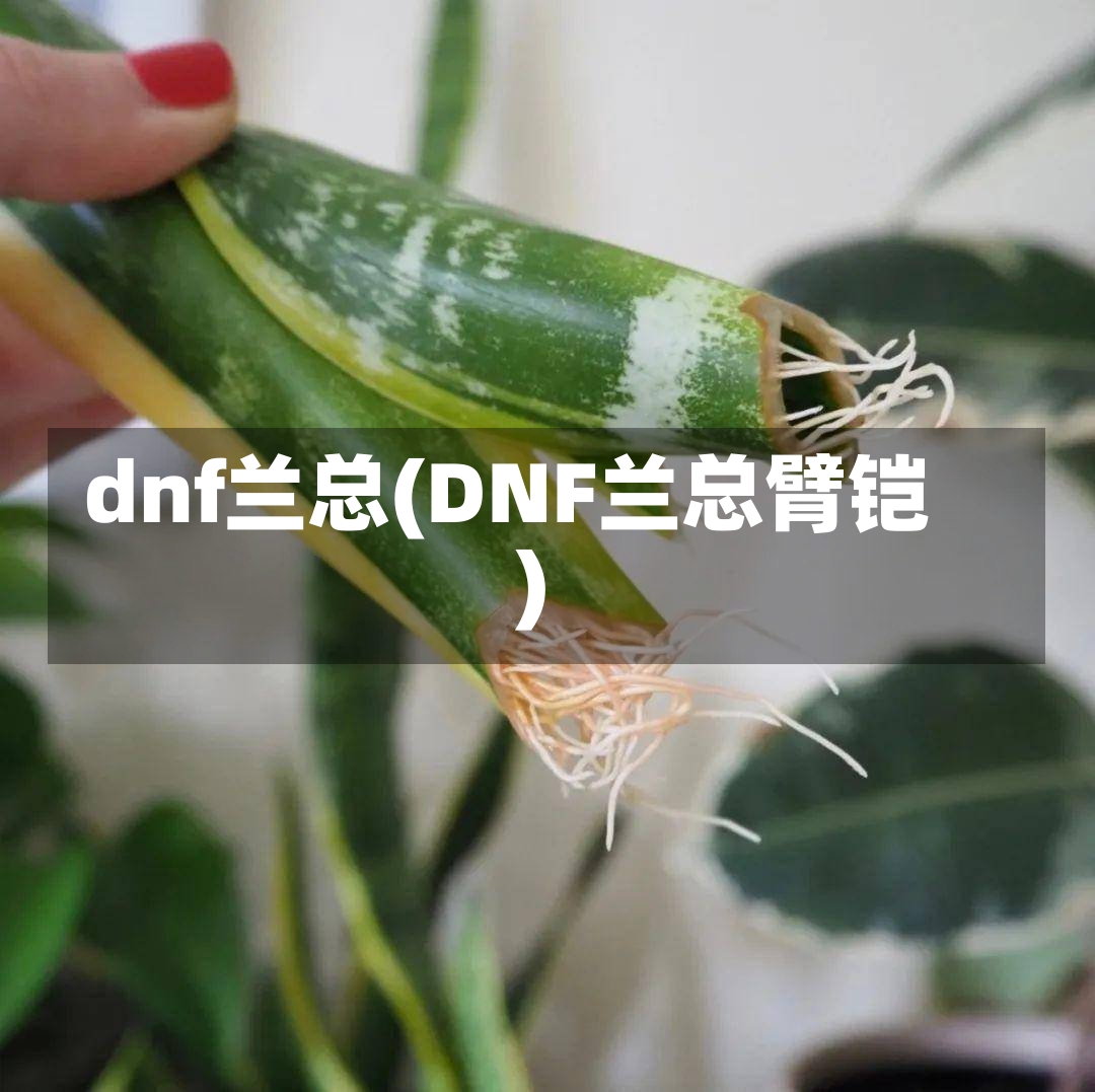 dnf兰总(DNF兰总臂铠)-第1张图片-通任唐游戏