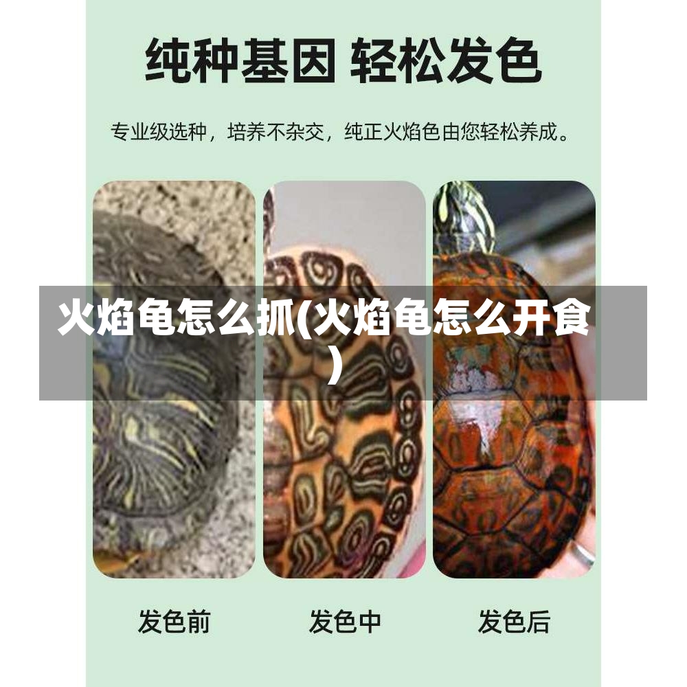 火焰龟怎么抓(火焰龟怎么开食)-第1张图片-通任唐游戏