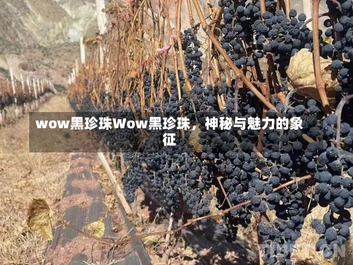 wow黑珍珠Wow黑珍珠，神秘与魅力的象征-第3张图片-通任唐游戏