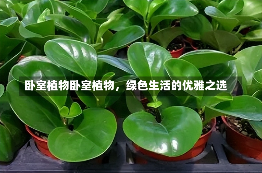 卧室植物卧室植物，绿色生活的优雅之选-第1张图片-通任唐游戏